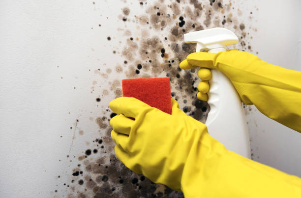 Mold Testing and Removal in Oswego, NY